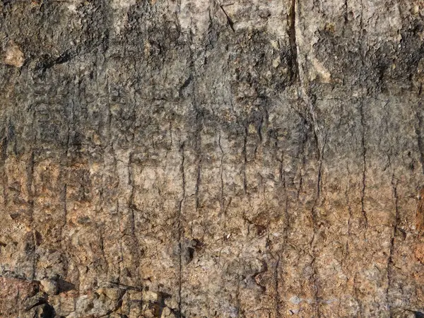 Ahşap doku, doğal arka plan. Ahşap yüzey, kapat