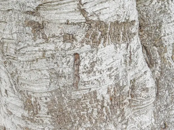 Ağaç gövdesi dokusuna kadar kapatın