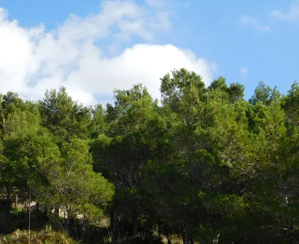 yeşil çam ağaçları ile mavi gök 