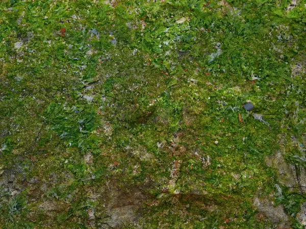 Bahçedeki mermer dokuyu kapat.