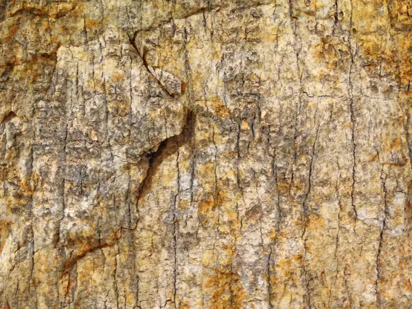 Bahçede taş dokusu, yakın görüş.