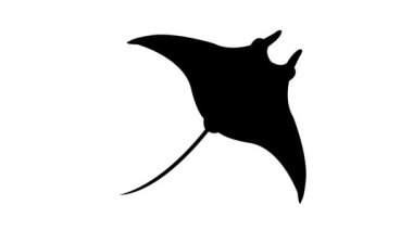 manta Video hareketli grafik canlandırması