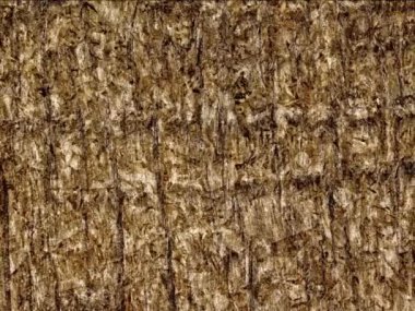 Ağaç kabuğu dokusu arkaplanı, kapat 