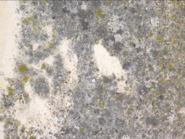 Yosun ve yosunlu beton duvar
