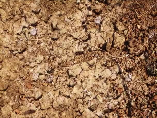 Brązowy Tło Tekstury Gleby Naturalne Tło Wideo Stockowe