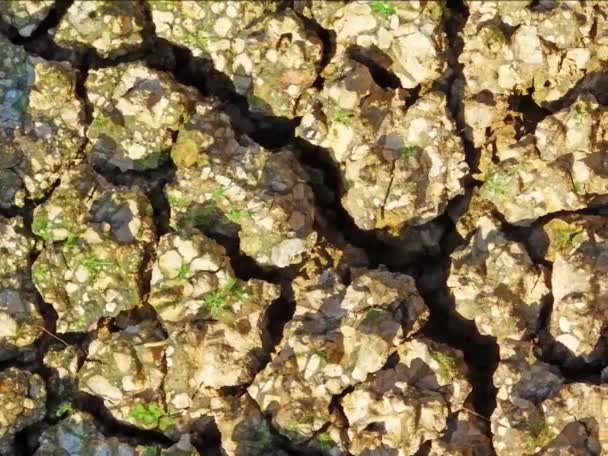 茶色の土質の背景 自然の背景 — ストック動画