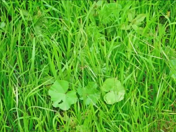 Closeup Footage Green Grass Meadow Stock Video