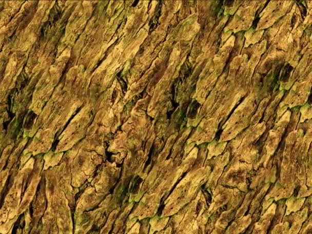 Naturliga Trädets Bark Textur Bakgrund — Stockvideo