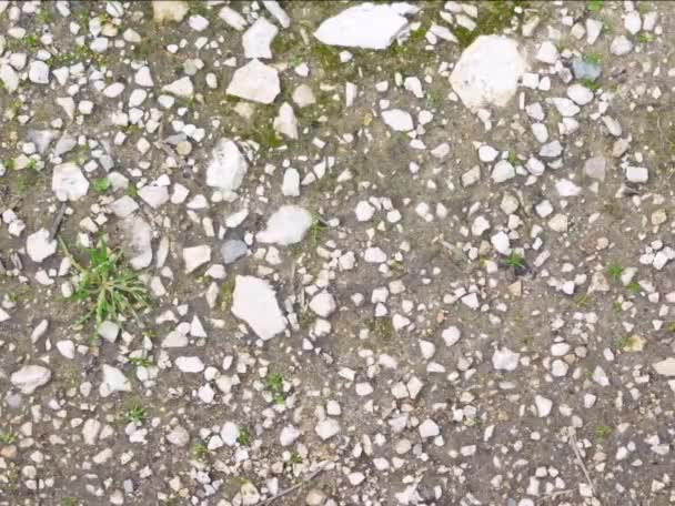 Кадри Текстури Зеленого Ґрунту Камінням — стокове відео