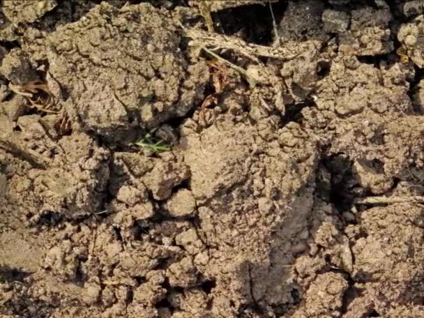 Brązowy Tło Tekstury Gleby Naturalne Tło — Wideo stockowe