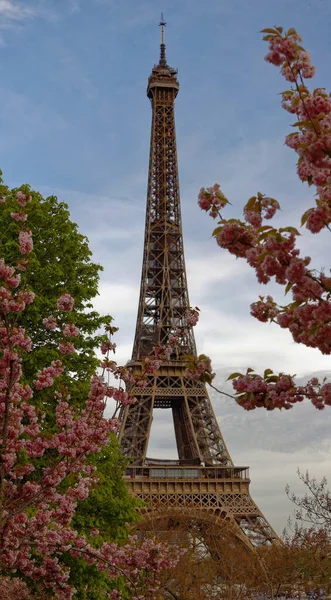 Słynna Wieża Eiffla Paryżu Słoneczny Wiosenny Dzień Kwiatami Wiśni Francja — Zdjęcie stockowe