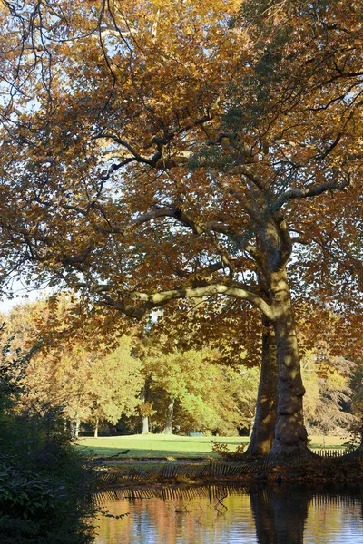 공원은 가을에 공원의 가을의 — 스톡 사진