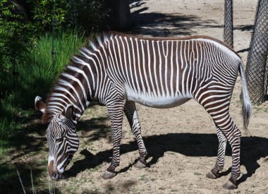 Güneşli bir günde büyük sevimli zebra.
