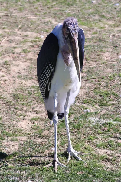 stock image The Marabou Stork, Leptoptilos crumeniferus, is a large wading bird in the stork family Ciconiidae. It breeds in Africa south of the Sahara.