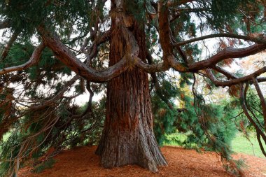 Dev Sequoia Ağacı 'nın gövdesi. Sequoiadendron Giganteum veya Sierran Sekoya ormanında.