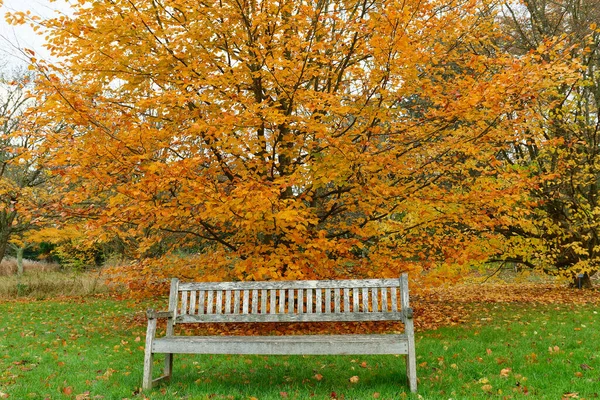Bench Autumn Park Yellow Maple Leaves Old City Park Autumn — Stock Photo, Image