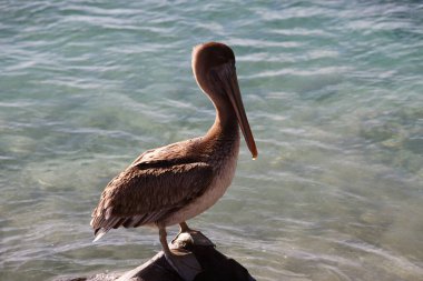 Kahverengi pelikan, Fransız Batı Hint Adaları 'ndaki Martinik adası ve kıyı okyanus sularında yaygın olarak bulunur..