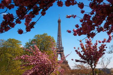Eiffel ile tam Bloom kiraz çiçekleri çiçek arka planda kule. Paris, Fransa erken Bahar