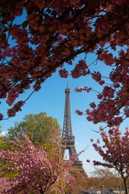 Eiffel ile tam Bloom kiraz çiçekleri çiçek arka planda kule. Paris, Fransa erken Bahar