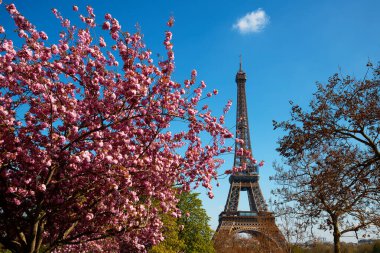 Eiffel ile tam Bloom kiraz çiçekleri çiçek arka planda kule. Paris, Fransa erken Bahar