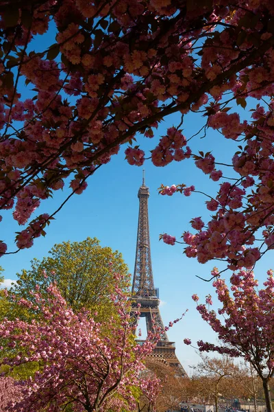 Flores Flor Cerezo Plena Floración Con Torre Eiffel Fondo Principios — Foto de Stock