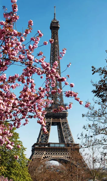 Kwiat Wiśni Kwiaty Pełnym Rozkwicie Eiffel Tower Tle Wczesną Wiosną — Zdjęcie stockowe