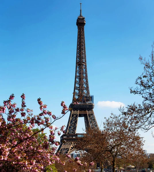 Kwiat Wiśni Kwiaty Pełnym Rozkwicie Eiffel Tower Tle Wczesną Wiosną — Zdjęcie stockowe