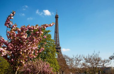Eiffel ile tam Bloom kiraz çiçekleri çiçek arka planda kule. Paris, Fransa erken Bahar