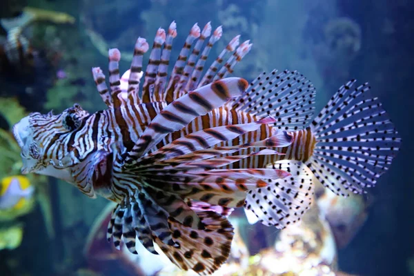 Red Lionfish Jeden Niebezpiecznych Ryb Rafy Koralowej Piękne Niebezpieczne Zwierzęta — Zdjęcie stockowe