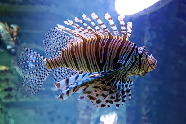 Red Lionfish Jeden Niebezpiecznych Ryb Rafy Koralowej Piękne Niebezpieczne Zwierzęta — Zdjęcie stockowe