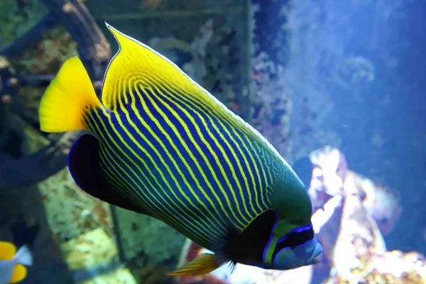 Emperor Angelfish Pomacanthus Imperator Underwater Indian Ocean — Stock Photo, Image