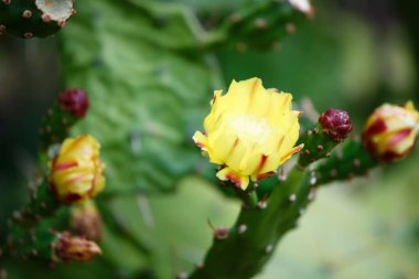 Fransa 'nın Korsika adasında görülen sarı kaktüs çiçeği.