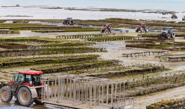 CanCALE, FRANCE - 07 Ağustos 2024: Yerel istiridye deniz ürünleri çiftçileri traktör ve karavanla istiridye topluyorlar. Sağlıklı beslenme konsepti