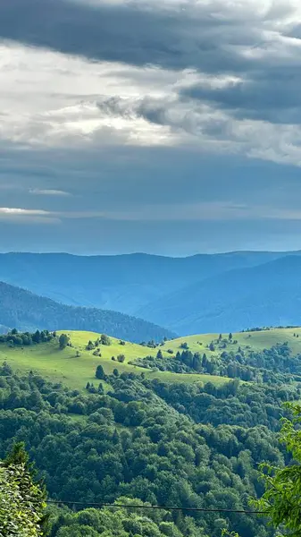 Ormanın güzel manzarası