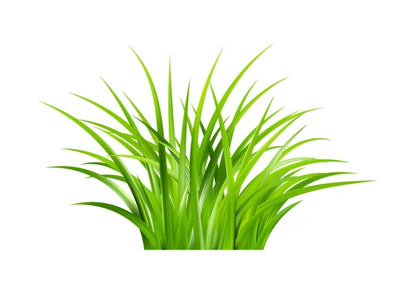 Realistisches Grünes Gras Büsche Mit Frischem Grün Frühlingswiese Sommerrasen Lichtung — Stockvektor