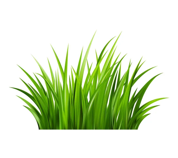 Realistiskt Grönt Gräs Buskar Med Färska Grönsaker Våräng Sommargräsmatta Glade — Stock vektor