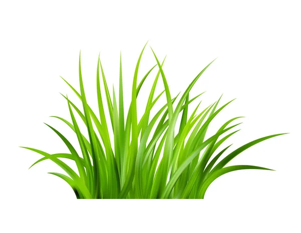 Hierba Verde Realista Arbustos Verduras Frescas Primavera Pradera Césped Verano — Vector de stock