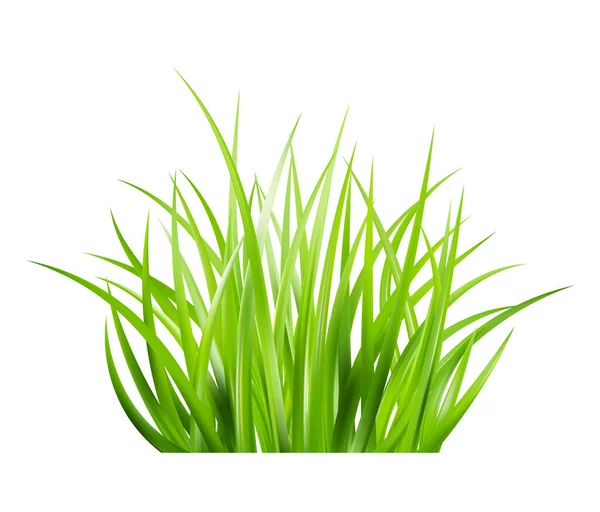 Hierba Verde Realista Arbustos Verduras Frescas Primavera Pradera Césped Verano — Vector de stock