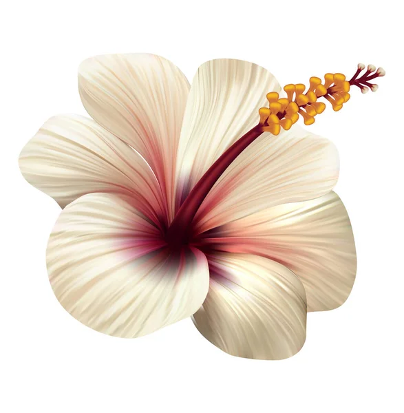 Біла Реалістична Квітка Гібіскуса Екзотична Тропічна Рослина Векторні Ілюстрації — стоковий вектор