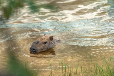 Dünyanın en büyük kemirgeni vahşi doğadaki Capybara.