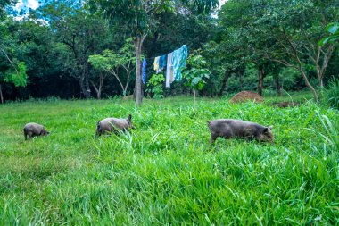Otlaktaki domuzlar serbest bir alanda.