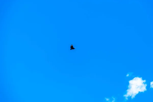 Fliegender Kondor Blauen Himmel — Stockfoto