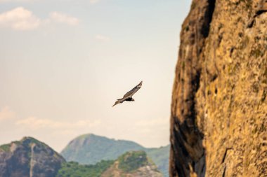 Akbaba okyanusun üzerinde bir kayanın yanında uçuyor. Brezilya. Rio de Janeiro