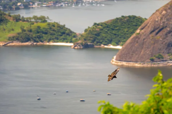 Kondor Fliegt Neben Einem Felsen Über Dem Ozean Brasilien Rio — Stockfoto