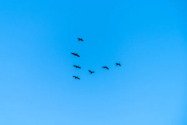 flock of birds in the shape of a letter V in the air in the sky. High quality photo