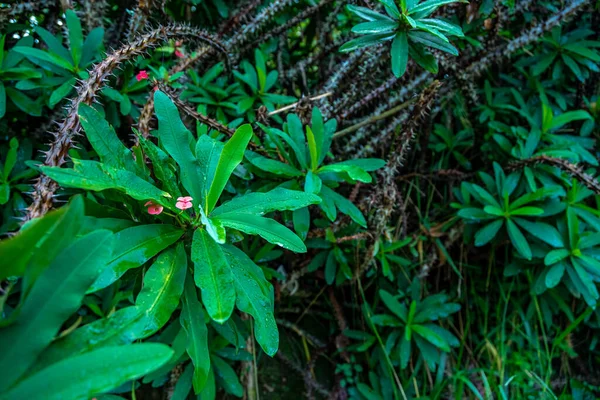 Euphorbia Milii Nella Giungla Sudamericana Foto Alta Qualità — Foto Stock