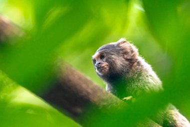 Vahşi doğadaki bir ağaçtaki marmoset maymunu. Yüksek kalite fotoğraf