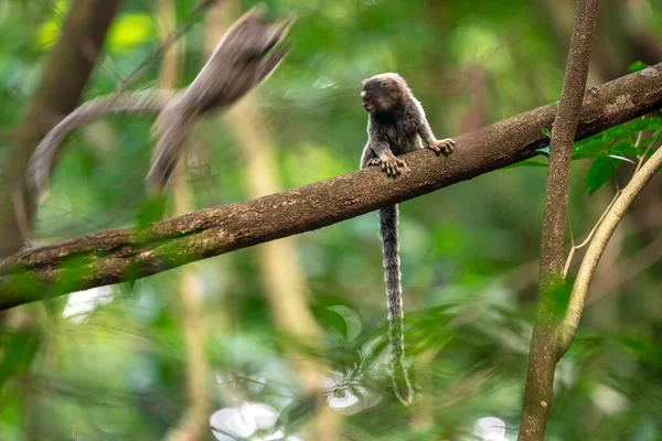 마모셋 원숭이가 야생에 나무에 있습니다 고품질 — 스톡 사진
