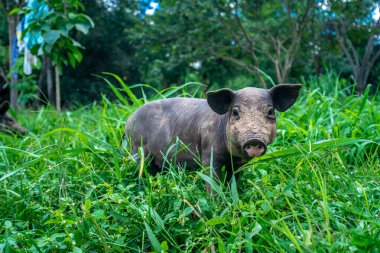 Otlaktaki domuzlar serbest bir alanda.