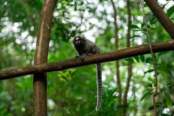 Macaco Voador Numa Árvore Selva Foto Alta Qualidade — Fotografia de Stock
